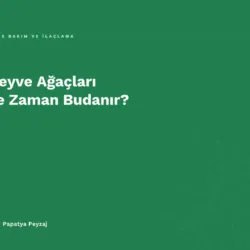 Meyve Ağaçları Ne Zaman Budanır?