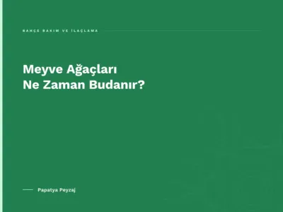 Meyve Ağaçları Ne Zaman Budanır?