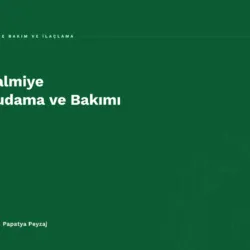 Palmiye Budama ve Bakımı