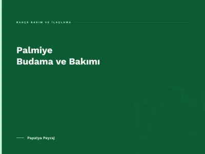 Palmiye Budama ve Bakımı