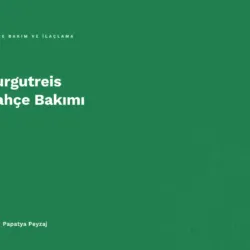 Turgutreis Bahçe Bakımı