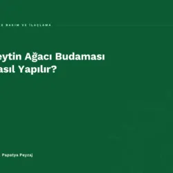 Zeytin Ağacı Budaması Nasıl Yapılır?