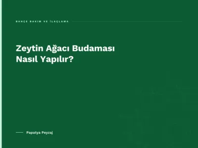 Zeytin Ağacı Budaması Nasıl Yapılır?