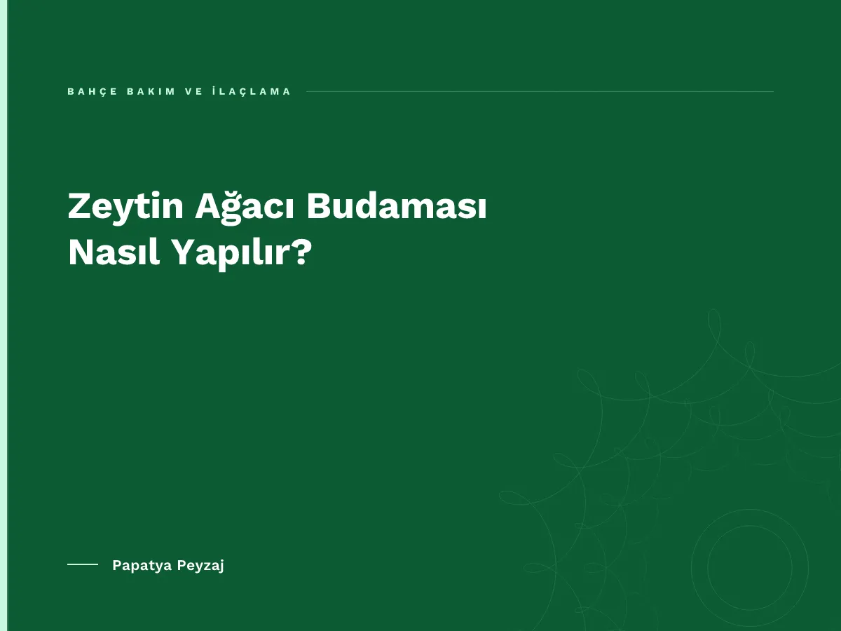 Zeytin Ağacı Budaması Nasıl Yapılır?